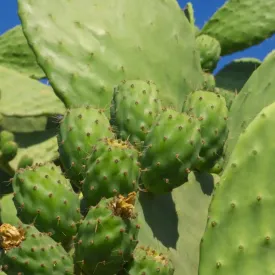 Prickly Pear Pads (Opuntia sp)